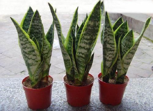  「养护过程」这3种植物，卧室和客厅都适合，净化空气保健康，养花人都会养！