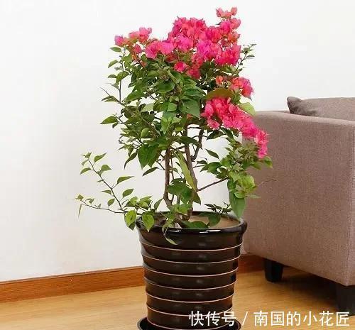 阳光|这几种花养护就一个字“晒”,太阳好了晒一晒,越长越旺容易爆盆