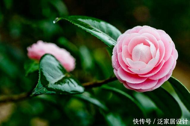 「珍品」怎样才能繁殖出漂亮的茶花珍品“十八学士”