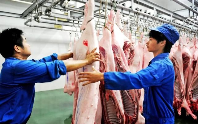  「地方政府」有地方政府打着环保旗号影响养猪大计!两部门出手