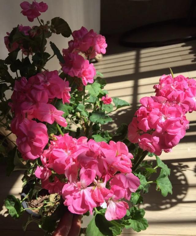  #图片作者#有一颗爱花的心，就算只有个封闭小阳台，也能养出一片花海！