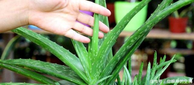  【值钱】芦荟不值钱，养成“老桩”很稀罕，叶子胶质多，越老越值钱
