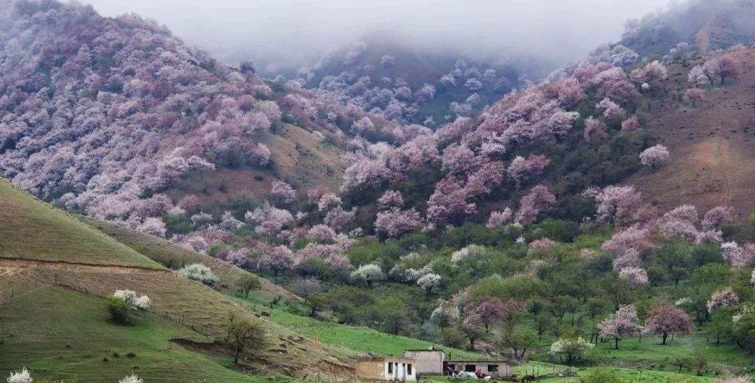 ?春天到了，中国春天最美的十二个地方，你最想去哪？