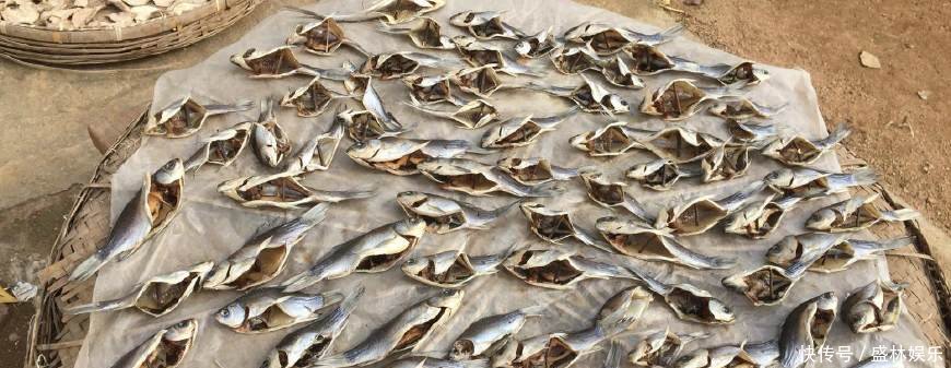 年货送上门,村民田里水波荡漾,放干水田里野鱼