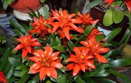  『凤梨专用肥』果子蔓，株形美观、花色各异，盆栽要如何管理呢？
