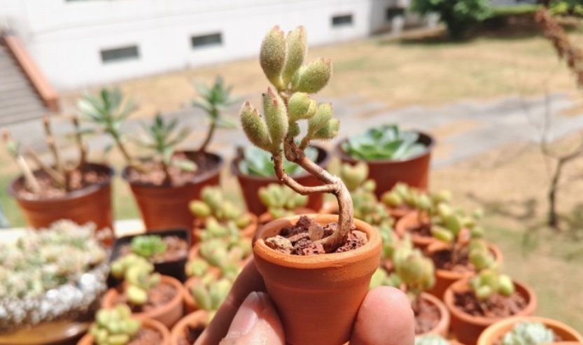 \＂l6\＂: \＂水培富贵竹怎么养\＂给花狠心剃光头,新芽呼呼冒,1年变老桩!