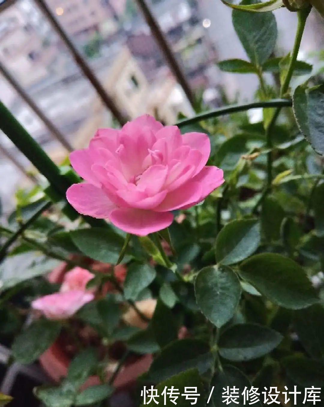  #稀罕#5种花真稀罕，叶子越晒越红彤彤，一盆能开20朵！