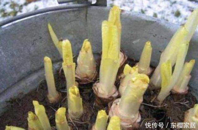  漂亮|夏天，在家种植1种“废根”，20天后变成“黄金菜”，比月季漂亮