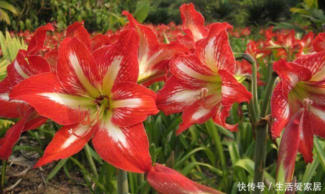  「选择」喜欢在家中养护花卉，就选择开花量繁多，花期长，花色艳的3种花