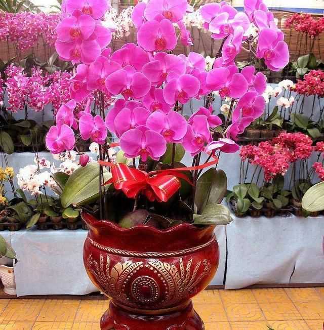  品种|兰花品种之一附生兰花蝴蝶兰介绍，发展成种植业盆栽也赚钱