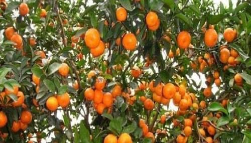  上市@离上市还有几天，收购价高达5元一斤，网友：好吃！