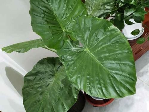  室内：装修新房子，适合养这6种植物，净化空气，增加室内湿度去甲醛