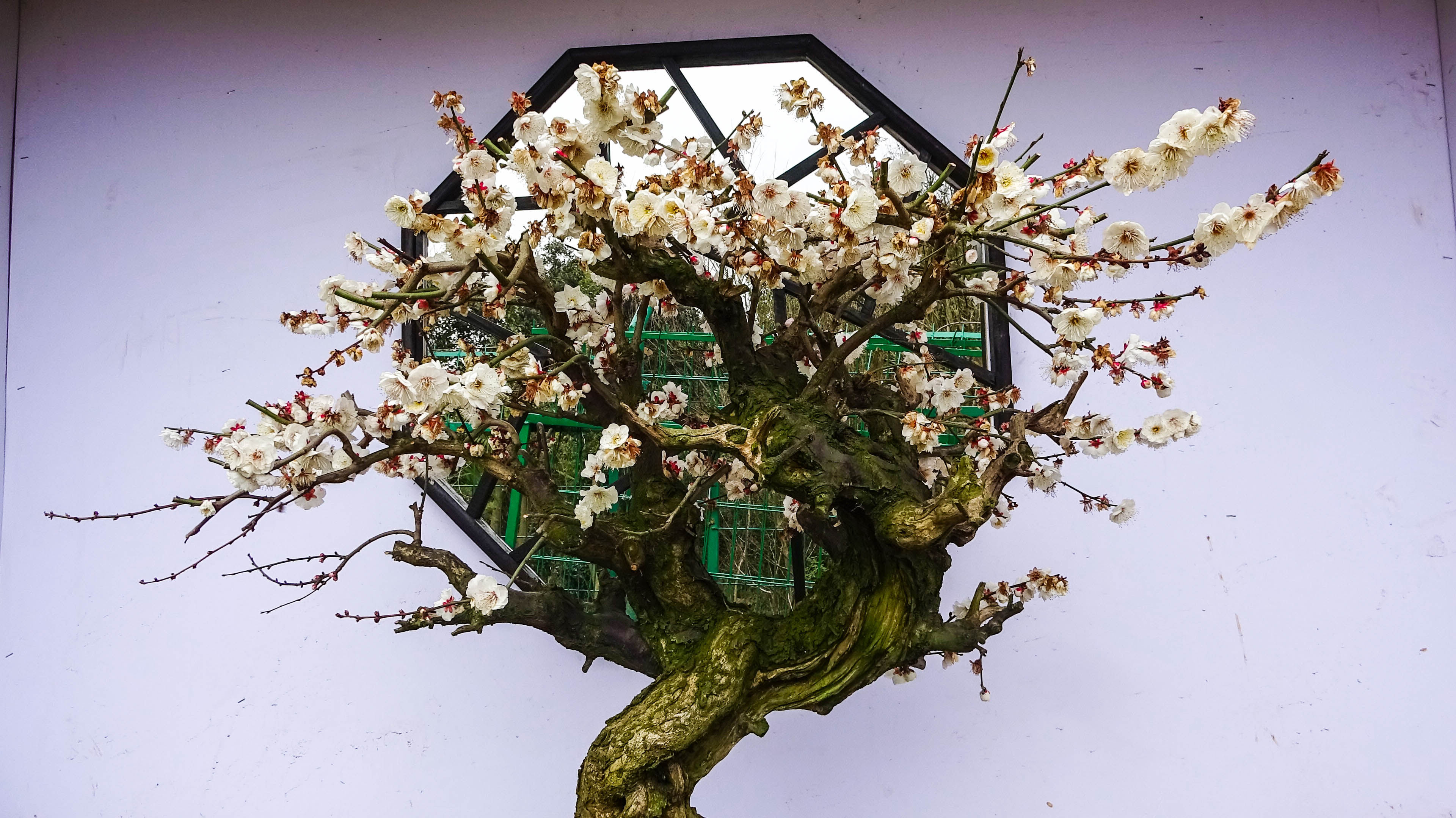 2019，梅花盆景-摄于苏州香雪海景区