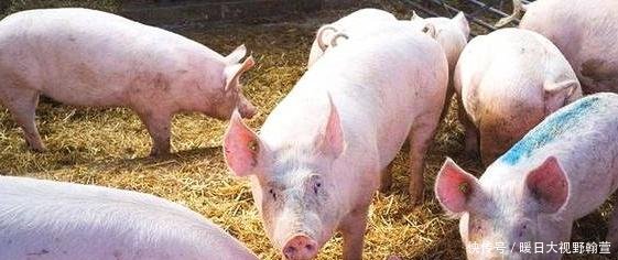养猪最忌讳的4大点，千万不要碰，否则钱很难赚，绝对值得收藏