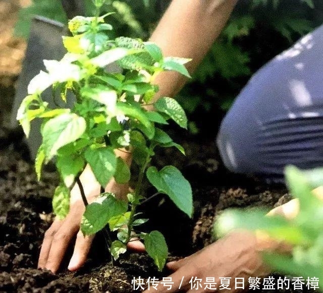  台长■不伤植物的移栽技巧, 3分钟轻松将植物移栽到你为它准备的窝