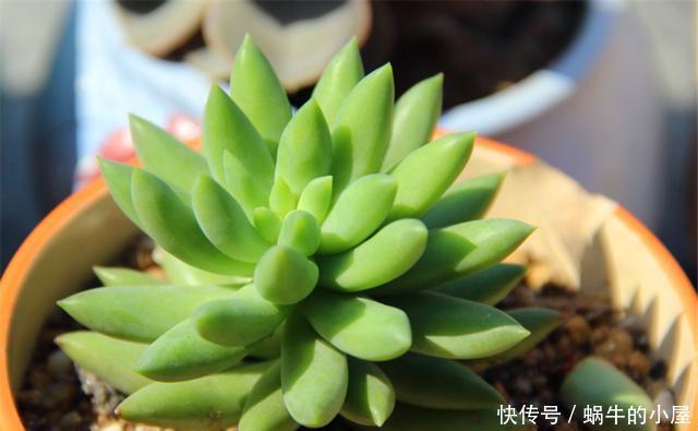 轻松|家庭养多肉千佛手讲究一个巧字,1分钟学会,叶片饱满,轻松爆盆