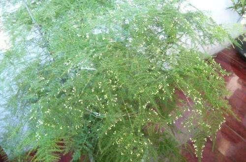 『小花』文竹害怕“3错”,避开后叶子翠绿,茂盛,开出小花