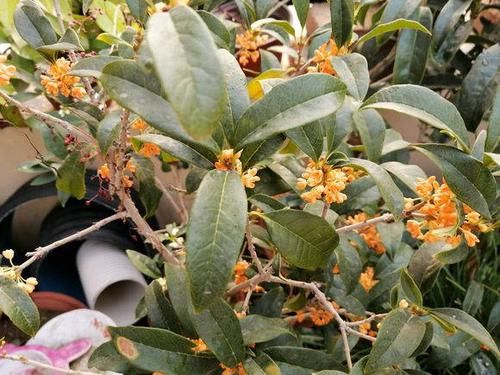 桂花盛开■桂花如何扦插?剪下几根枝条,沾点“白酒”,7天长出大白根