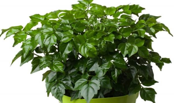  『植物』养护幸福树的方式不对，会导致植物烂根，烂根要怎样处理？