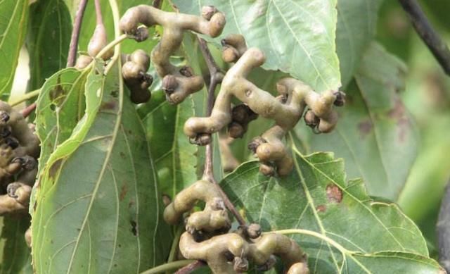  【果子】1种“果树”长在山上，结出灰色的“果子”，人称“拐枣