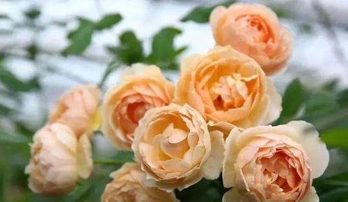  『喜欢』喜欢玫瑰，不如养“高档玫瑰”无名的裘德，似花中仙子，纯洁娇俏