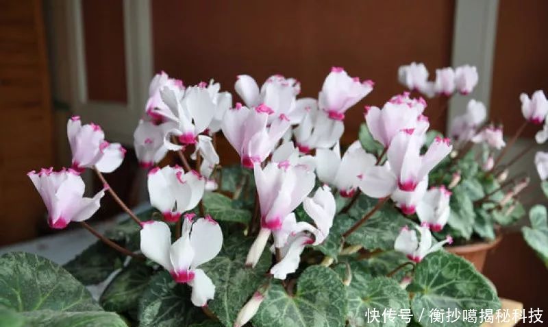  小妙■养花小妙招，花开爆满盆