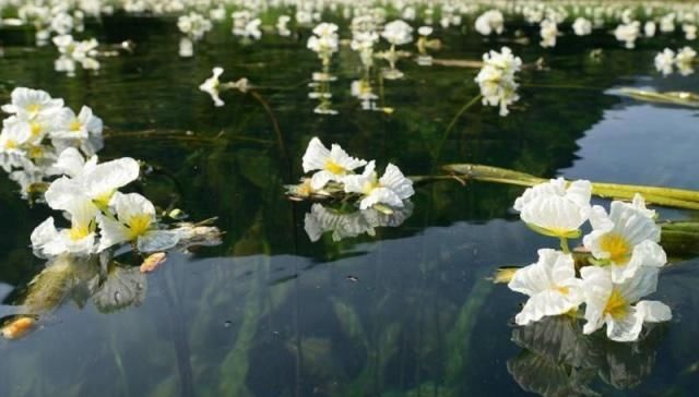 『水质』人称“富贵”菜,只生长在水质好的活泉中,因为太好吃被过度采收