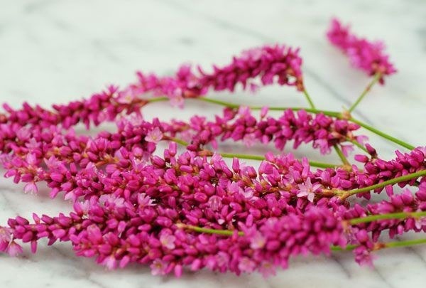 花园:【花名册】吻我,越过花园的那扇门。