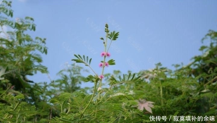  『含羞草』含羞怕人的害羞小草，原产于美洲热带，如今正在海南无休止地繁殖