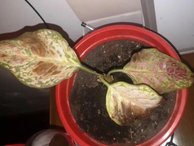 「图片作者」10种花,春天不能晒,躲屋里最安全!