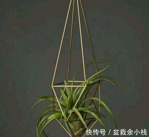 适合|适合懒人朋友养的五种植物,就算不上心,它们自己也能长得很好