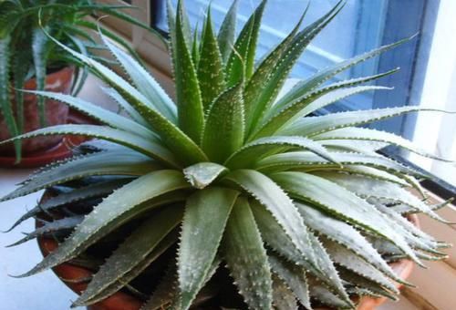  『卧室里面』这“4种”植物，最适合养在卧室，不仅能吸甲醛，而且还能助睡！