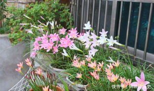  #养护#如何养护风雨兰，风雨兰的栽培过程中需要注意什么