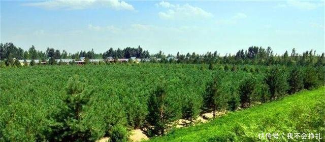 中国内蒙古的大片沙漠，把黄河水引入后，会发生什么呢