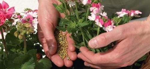  「家里的空气」3种花净化能力“强”，屋子再小也要养，空气一级棒，像住森林里