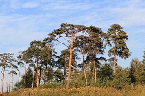 神秘的长白山上，神秘的“美人松”，离开这里就不能够存活下来