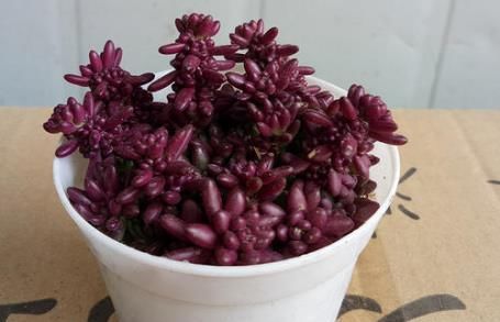  度夏：夏天养这几种多肉，省心也好养，度夏轻松叶片肥美，肉嘟嘟太萌了