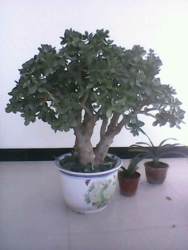 『养分』没想到玉树也能开花,茂盛小花倍感珍惜,学会技巧就能年年赏!