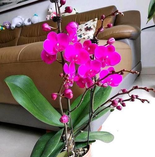  「水苔」这花真“娇气”，杜绝用“土养”，不然一浇水“全烂根”