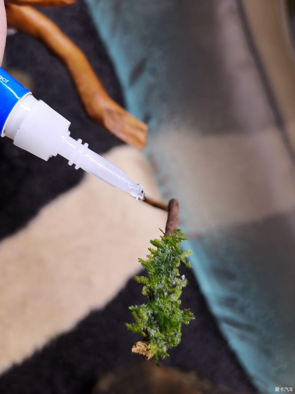  『水质』我家的花花草草第十四季-新手折腾水草缸