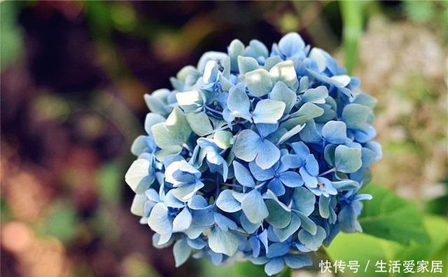 「绣球」绣球枝头上长满了花苞,别高兴得太早,做好几点才能开爆盆