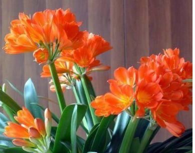  「开花」养花就养这几款，开花美长势旺，黄绿交辉，内敛美