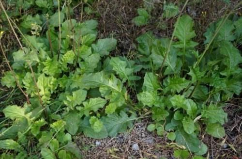 农村这草叫黄鹌菜，曾被农民当害草锄掉，如今是一种很好的中草药