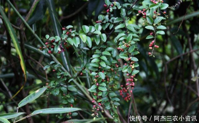  「黄金」这树价值珍贵，树根更是稀罕物，内含“黄金”，但见到