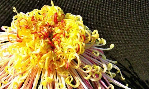  『美得』喜欢菊花，不如养盆“菊中珍品”盘龙尽染，开花不停，爆盆好养