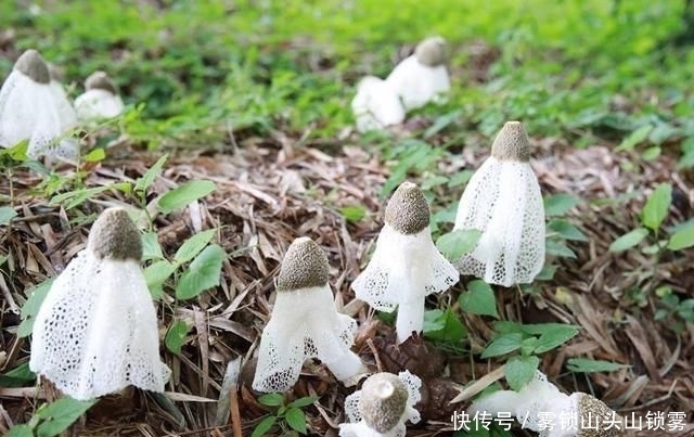  [人工种植]竹林里才有的野味，千元一斤被捧上神坛，却没多少农