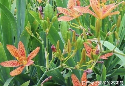  人称■山坡下的1种“野草”，人称“乌扇”，挖回家养，比月季美，珍贵