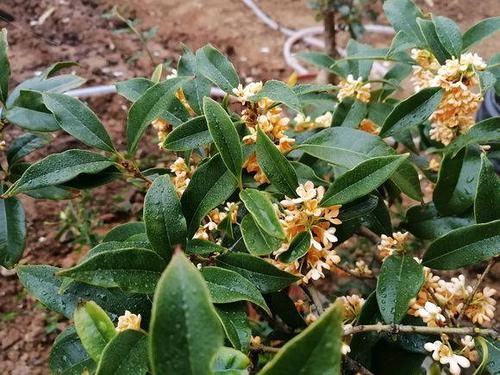 桂花盛开■桂花如何扦插?剪下几根枝条,沾点“白酒”,7天长出大白根