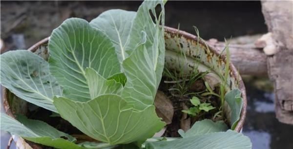 国人不愧是种菜狂魔，泡沫盒、垃圾桶里种菜比地里长得还好