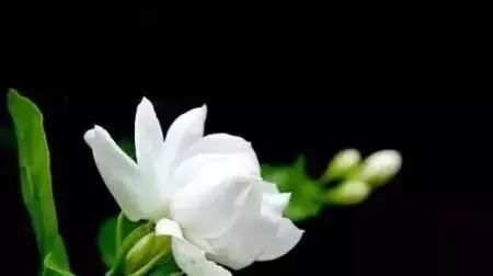  『窗台养护』不同的植物放不同窗台养殖，“分分钟”爆盆，看看你家植物适合放哪里？